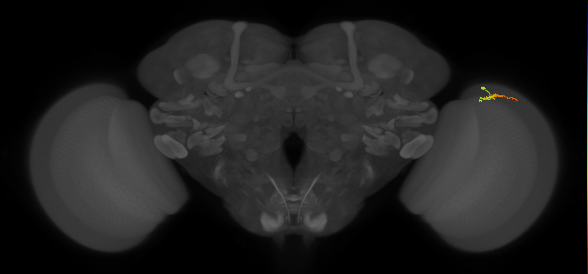 Dm3b_R (JRC_OpticLobe:133559)