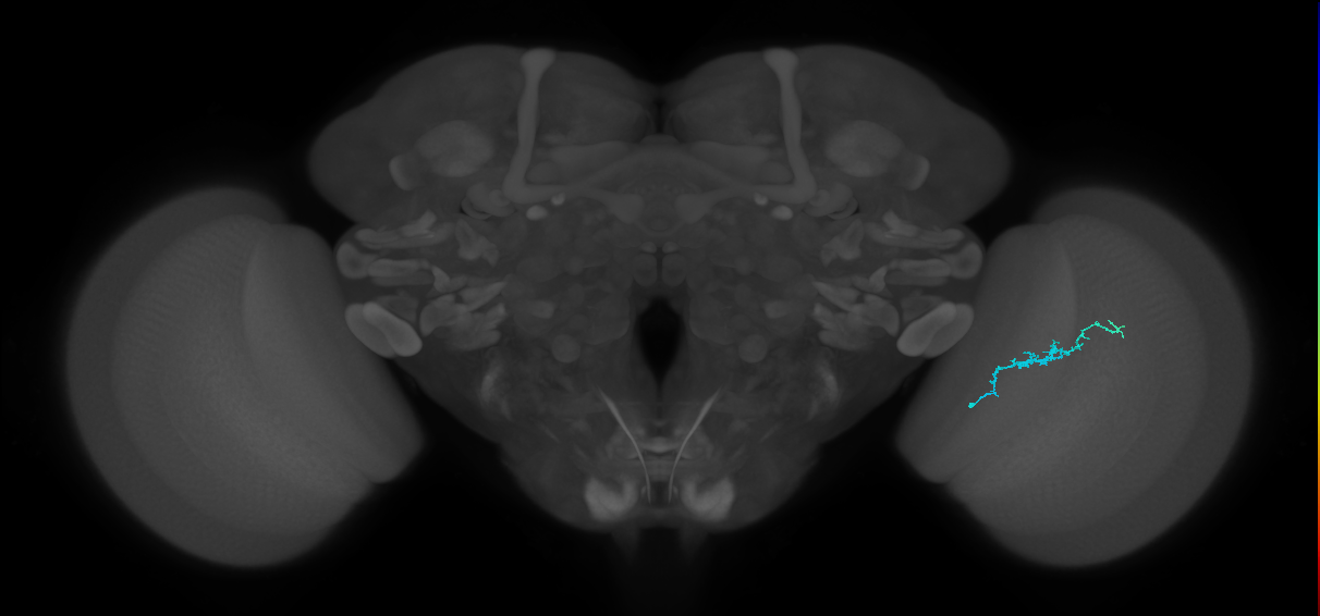 Dm3b_R (JRC_OpticLobe:140469)