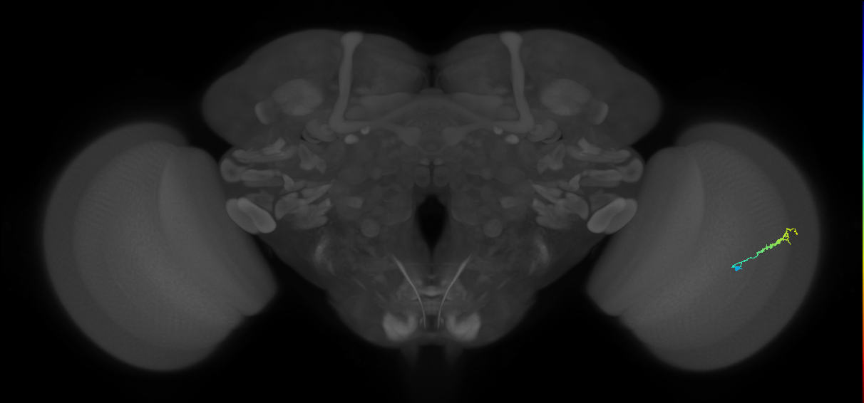 Dm3b_R (JRC_OpticLobe:133736)