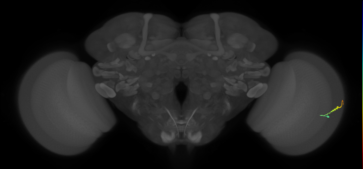 Dm3b_R (JRC_OpticLobe:114360)