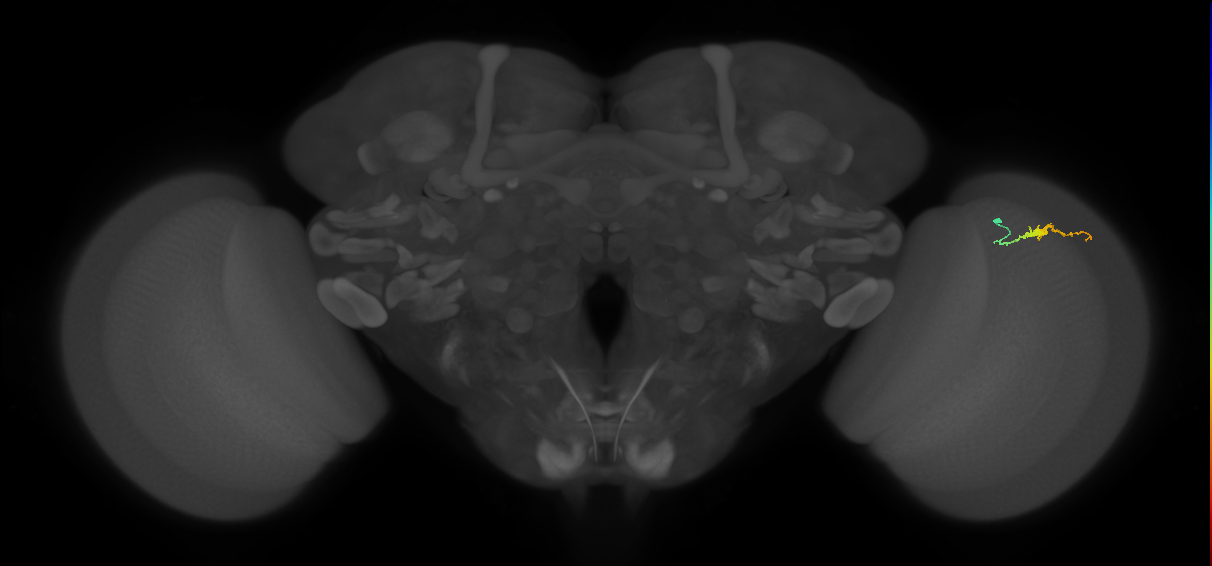 Dm3b_R (JRC_OpticLobe:149188)