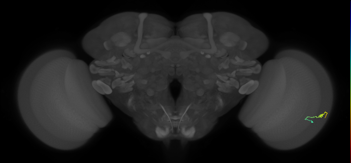 Dm3b_R (JRC_OpticLobe:129916)