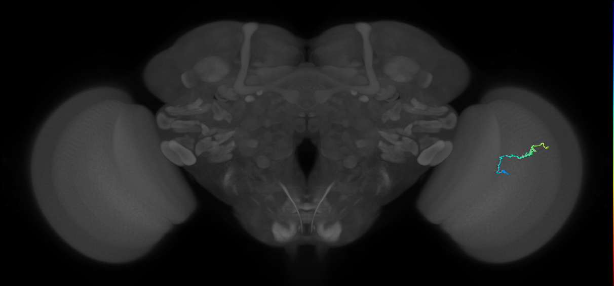 Dm3b_R (JRC_OpticLobe:150786)