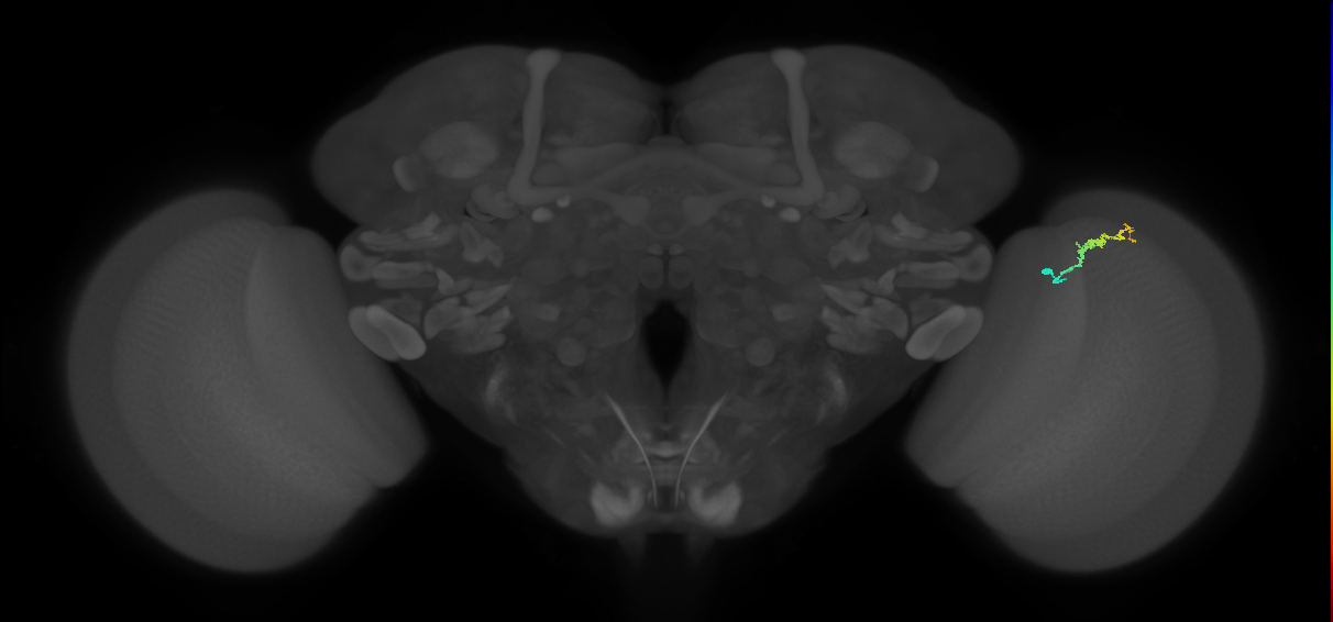 Dm3b_R (JRC_OpticLobe:146183)