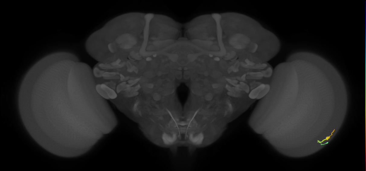 Dm3b_R (JRC_OpticLobe:136054)