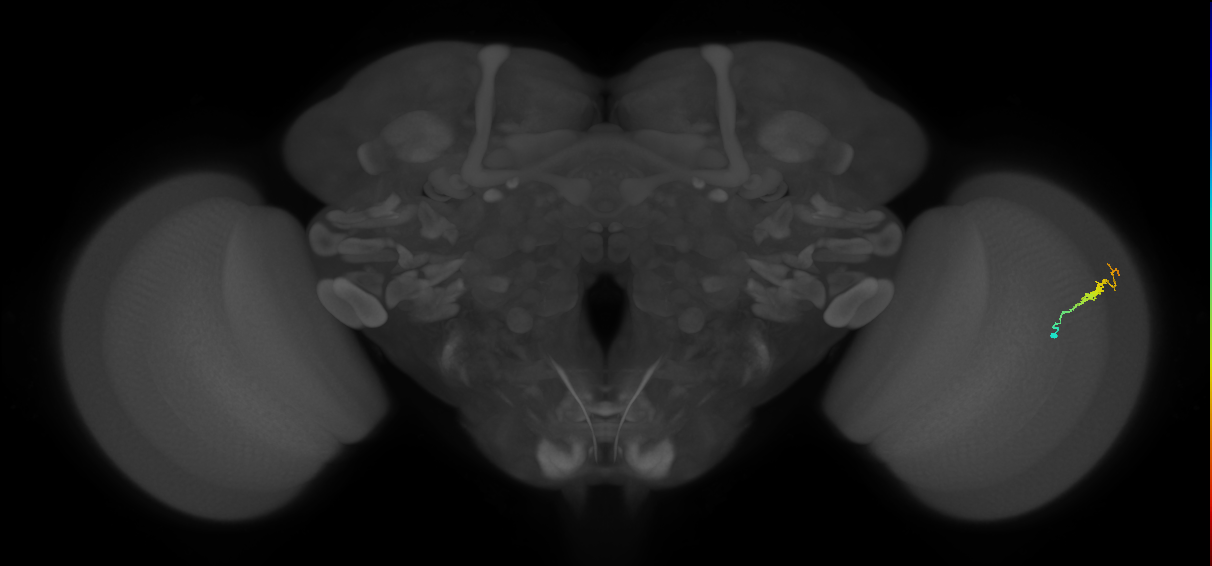Dm3b_R (JRC_OpticLobe:128964)