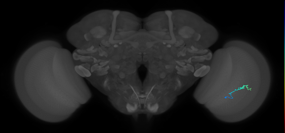 Dm3b_R (JRC_OpticLobe:187617)