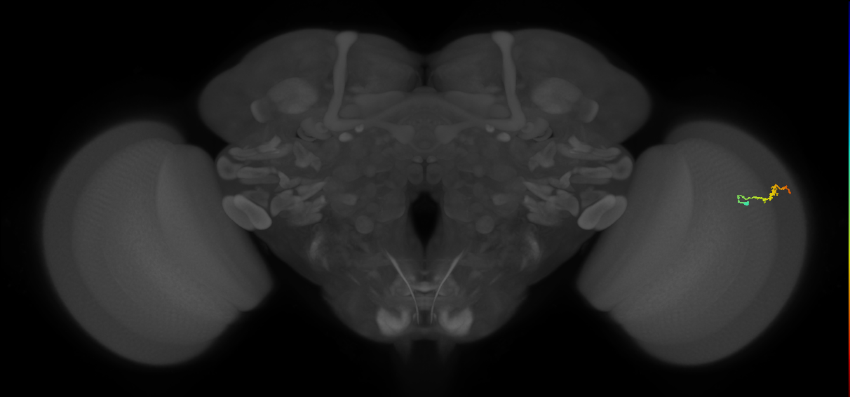 Dm3b_R (JRC_OpticLobe:137900)