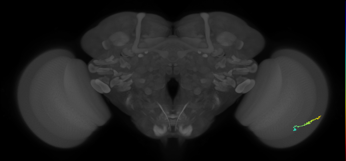 Dm3b_R (JRC_OpticLobe:101659)