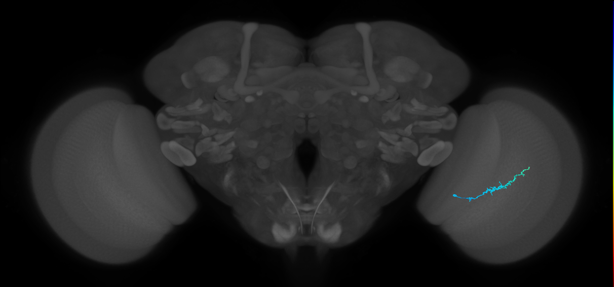 Dm3b_R (JRC_OpticLobe:143654)