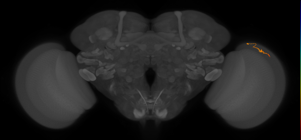 Dm3b_R (JRC_OpticLobe:151168)