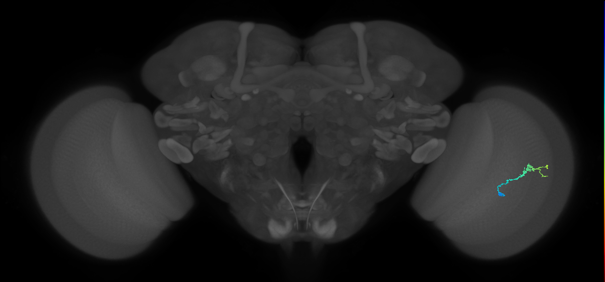 Dm3b_R (JRC_OpticLobe:116669)