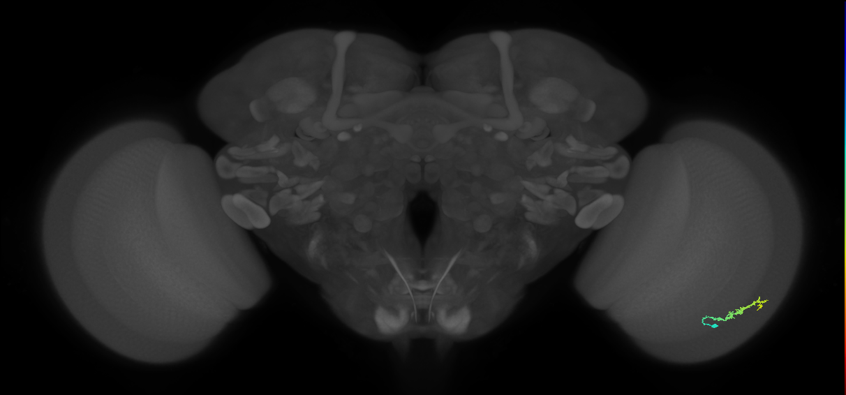 Dm3b_R (JRC_OpticLobe:113581)