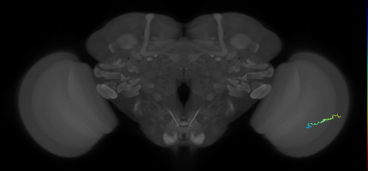 Dm3b_R (JRC_OpticLobe:116390)