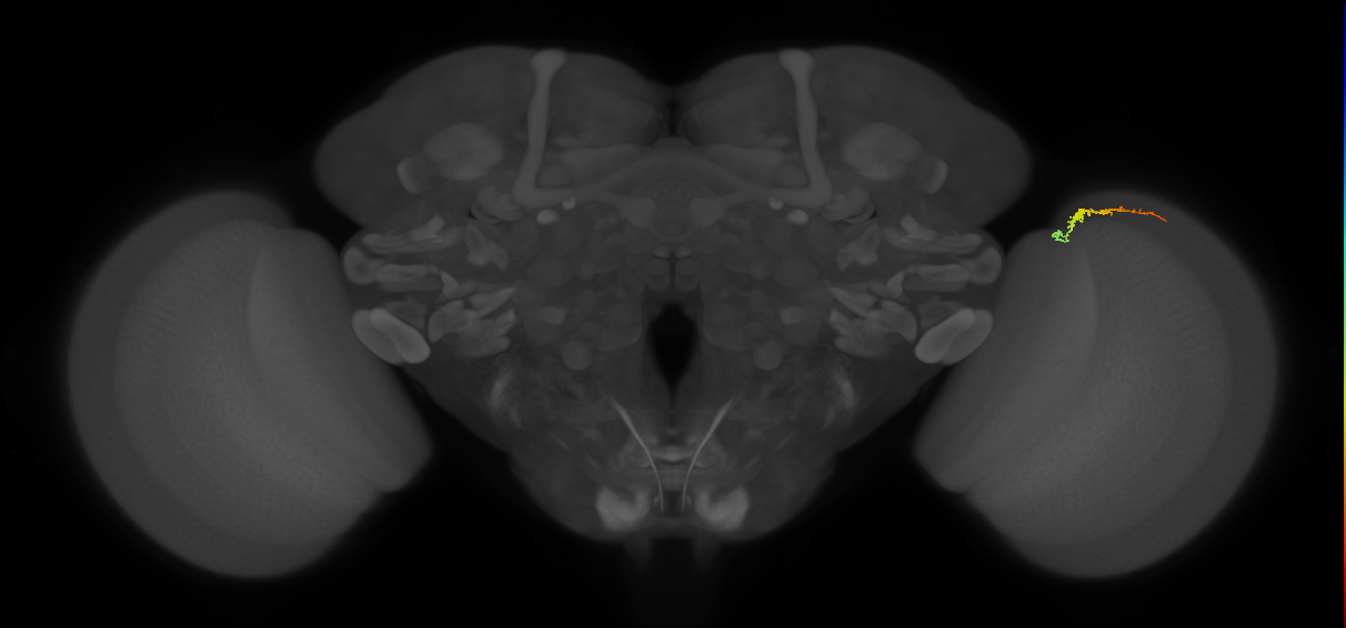 Dm3b_R (JRC_OpticLobe:145305)