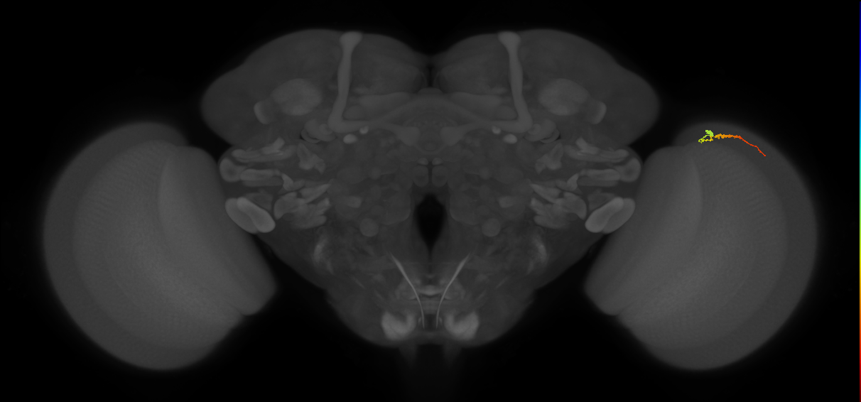 Dm3b_R (JRC_OpticLobe:150479)