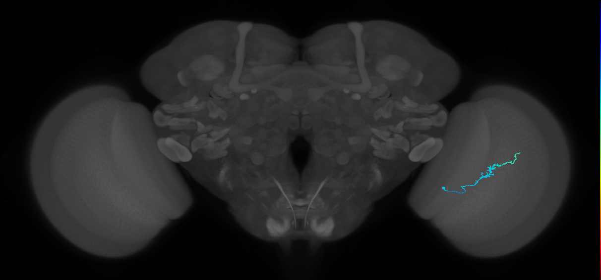 Dm3b_R (JRC_OpticLobe:142053)