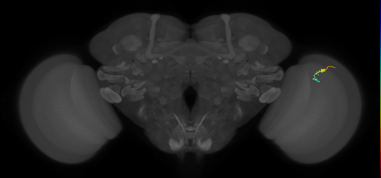 Dm3b_R (JRC_OpticLobe:154014)