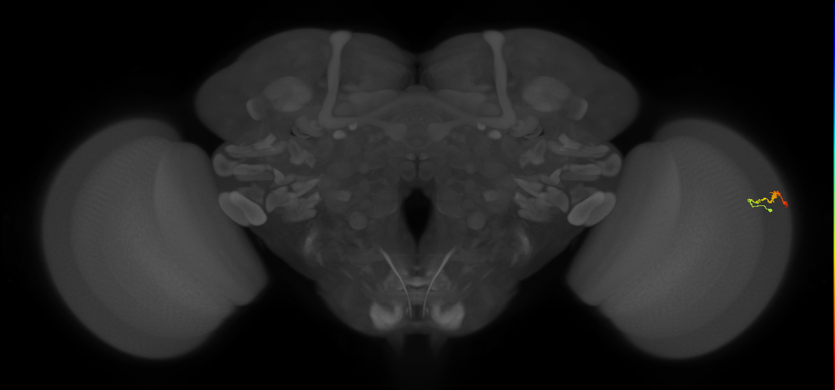 Dm3b_R (JRC_OpticLobe:143193)