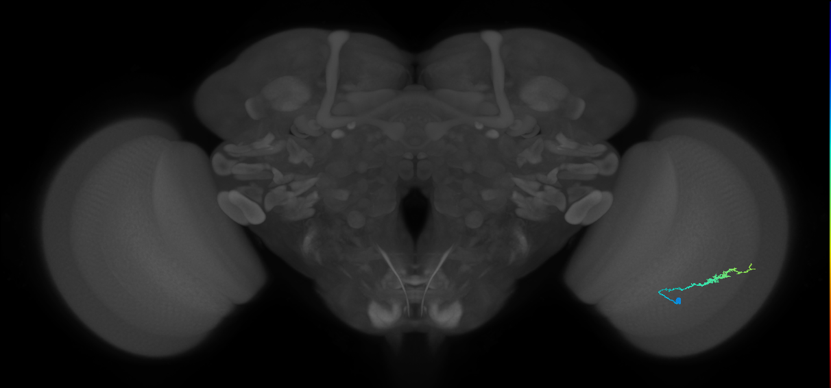 Dm3b_R (JRC_OpticLobe:104239)