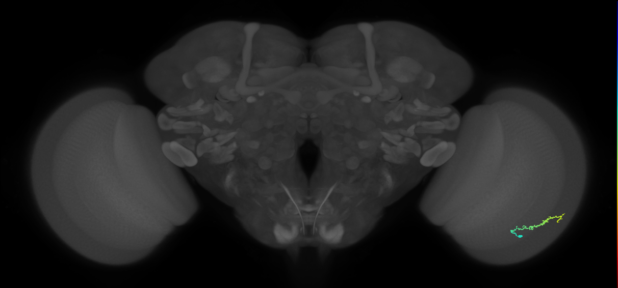 Dm3b_R (JRC_OpticLobe:106371)