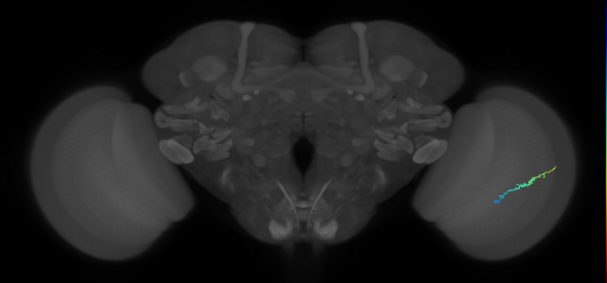 Dm3b_R (JRC_OpticLobe:132078)
