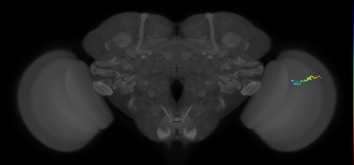 Dm3b_R (JRC_OpticLobe:155715)