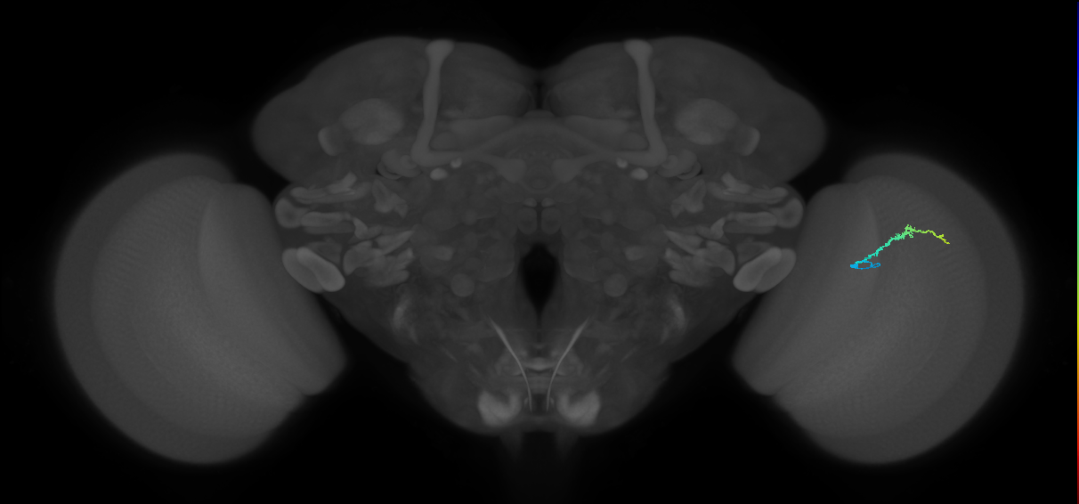 Dm3b_R (JRC_OpticLobe:151338)
