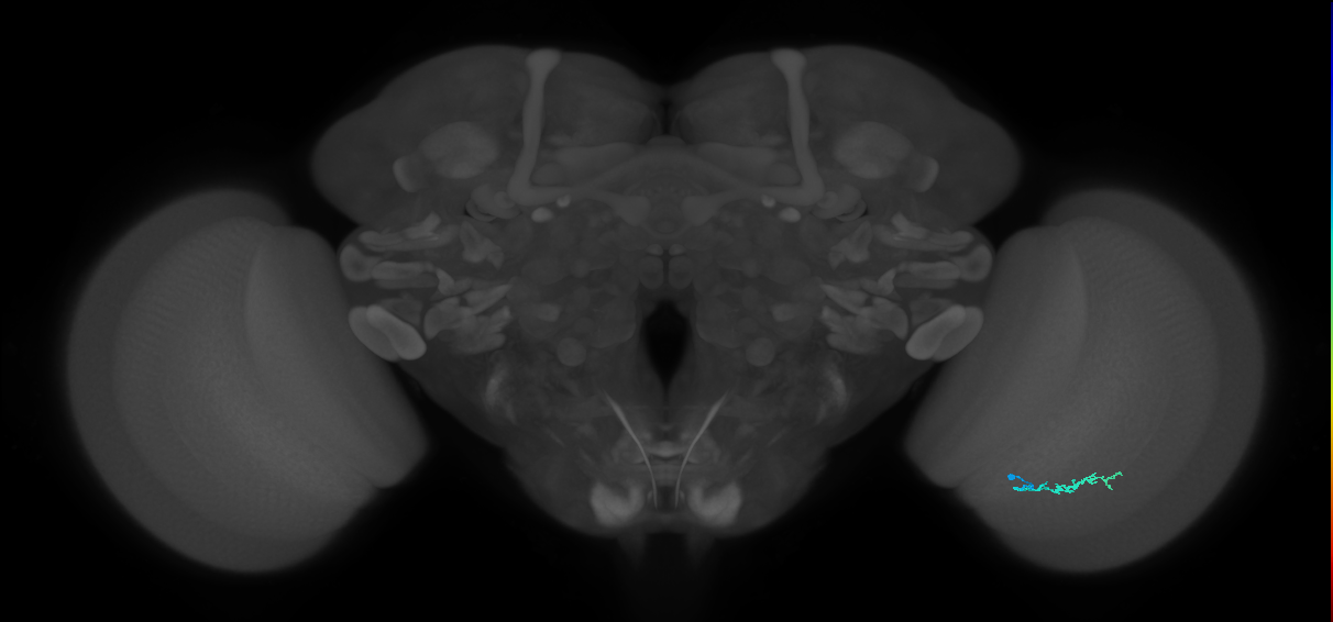 Dm3b_R (JRC_OpticLobe:147558)