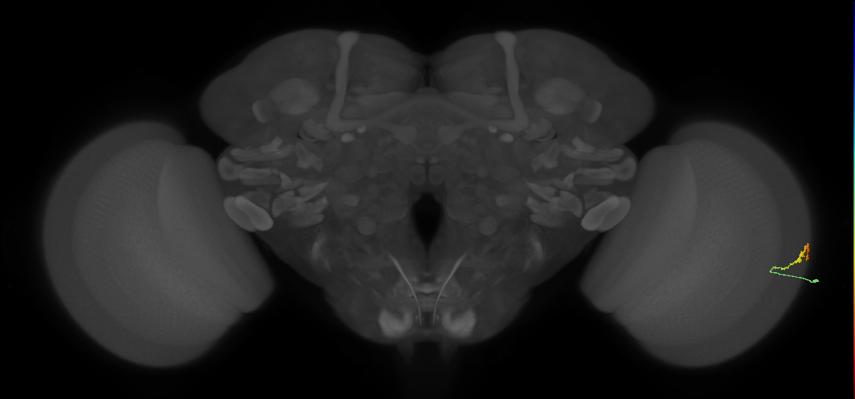 Dm3b_R (JRC_OpticLobe:131248)