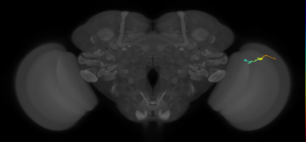 Dm3b_R (JRC_OpticLobe:139316)