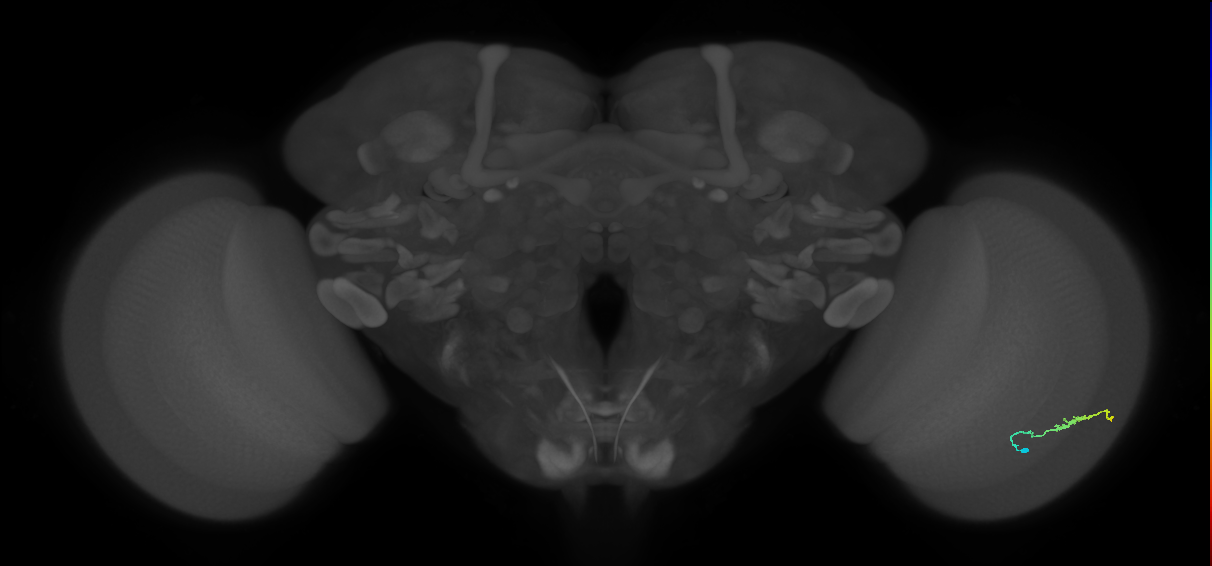 Dm3b_R (JRC_OpticLobe:121417)