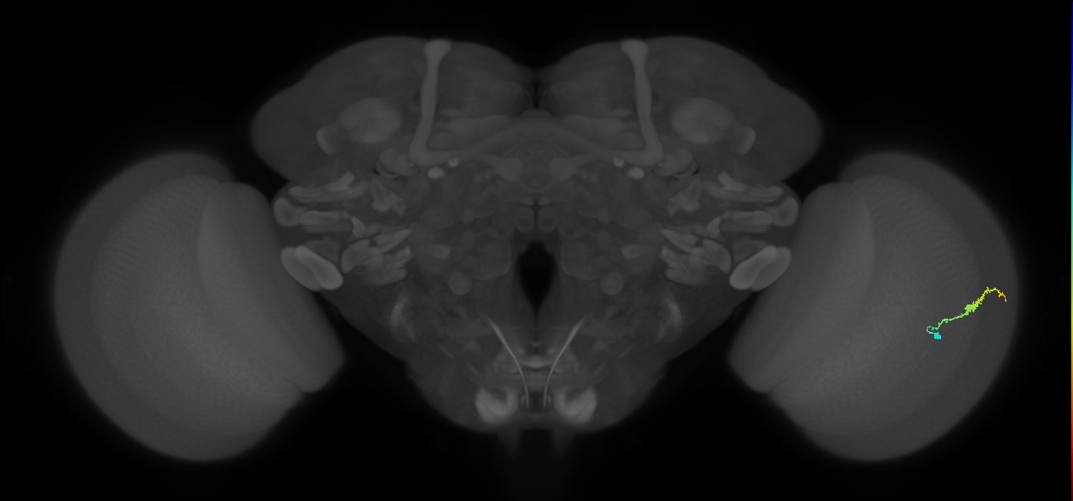 Dm3b_R (JRC_OpticLobe:554978)