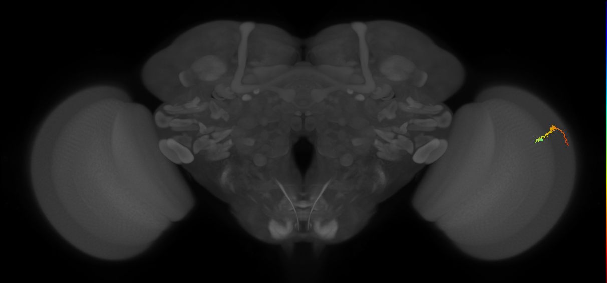 Dm3b_R (JRC_OpticLobe:137897)