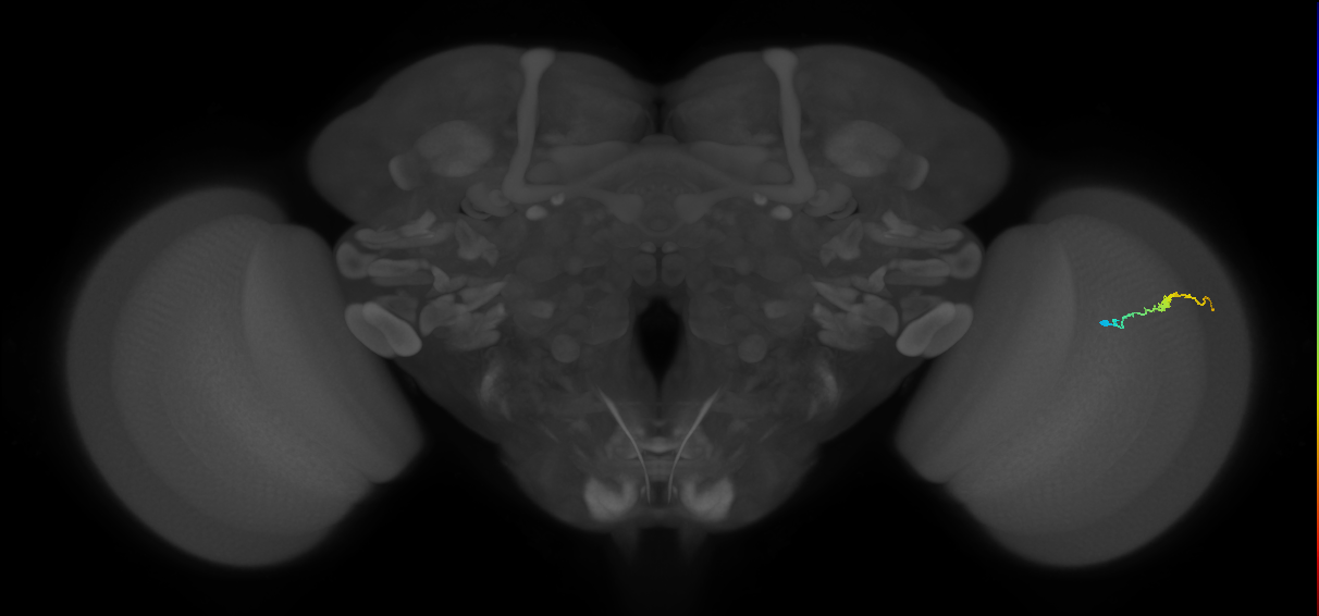 Dm3b_R (JRC_OpticLobe:209943)