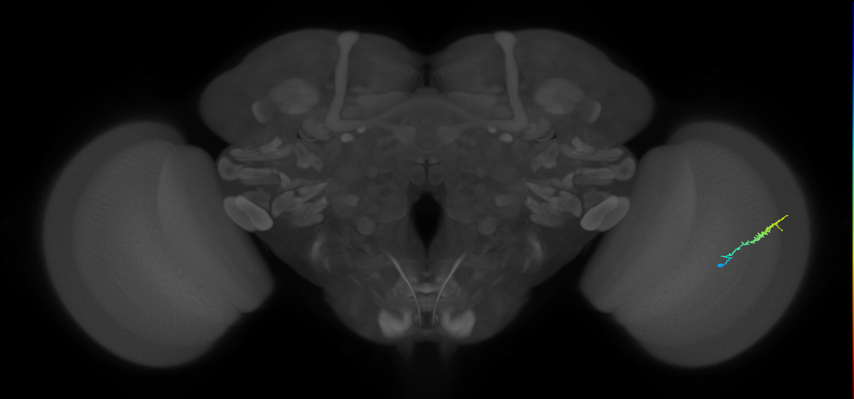 Dm3b_R (JRC_OpticLobe:124942)