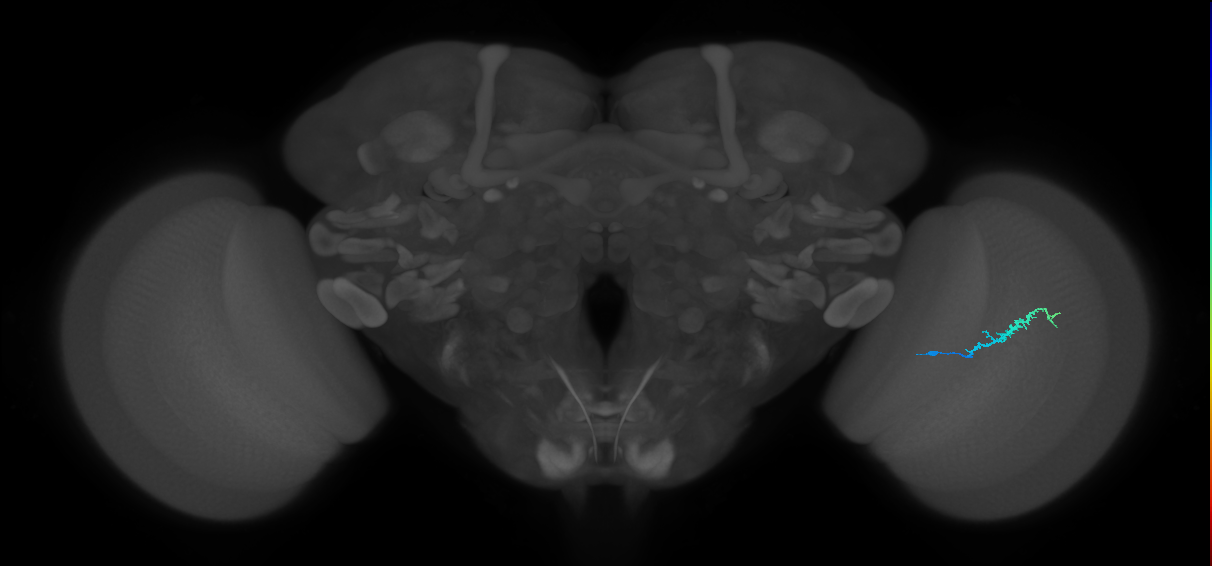 Dm3b_R (JRC_OpticLobe:123892)