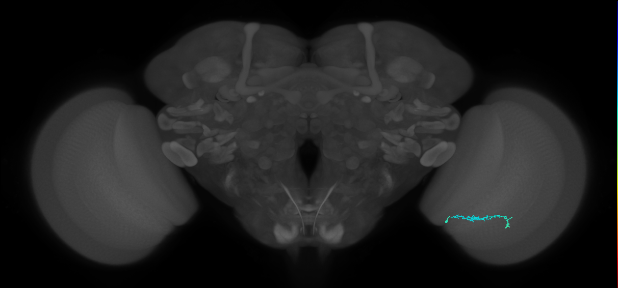 Dm3b_R (JRC_OpticLobe:150247)