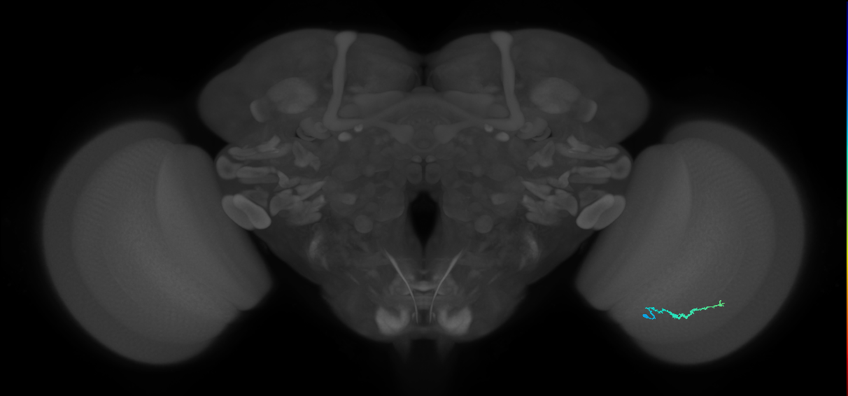 Dm3b_R (JRC_OpticLobe:135829)