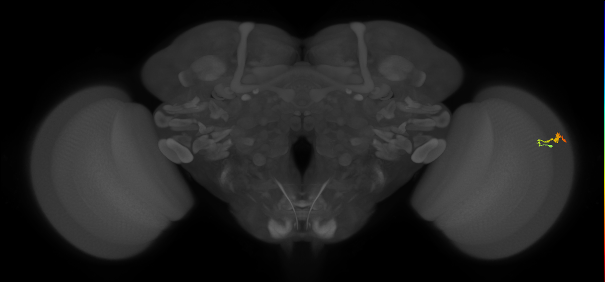 Dm3b_R (JRC_OpticLobe:121860)
