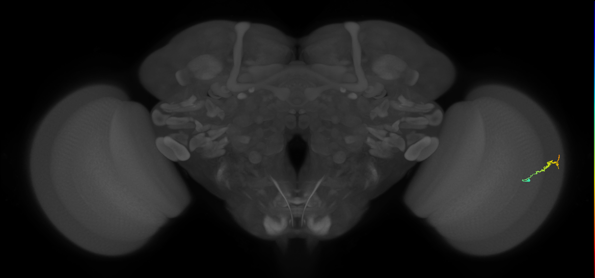 Dm3b_R (JRC_OpticLobe:136170)