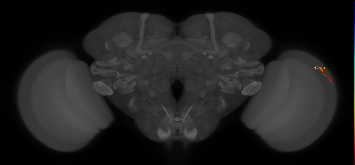 Dm3b_R (JRC_OpticLobe:146296)