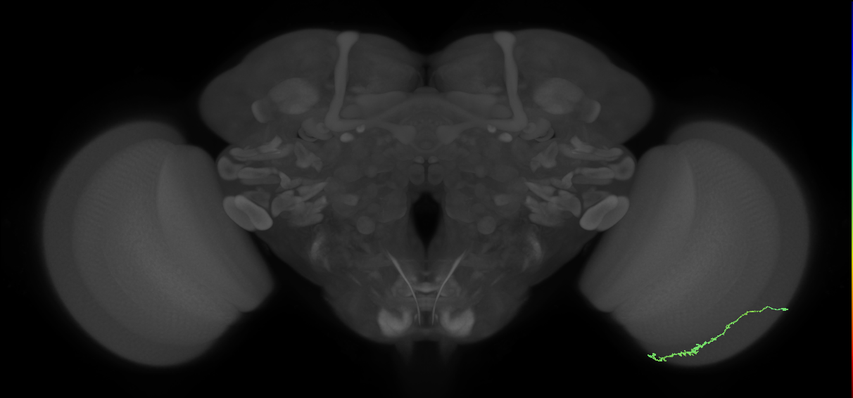 Dm3c_R (JRC_OpticLobe:119195)