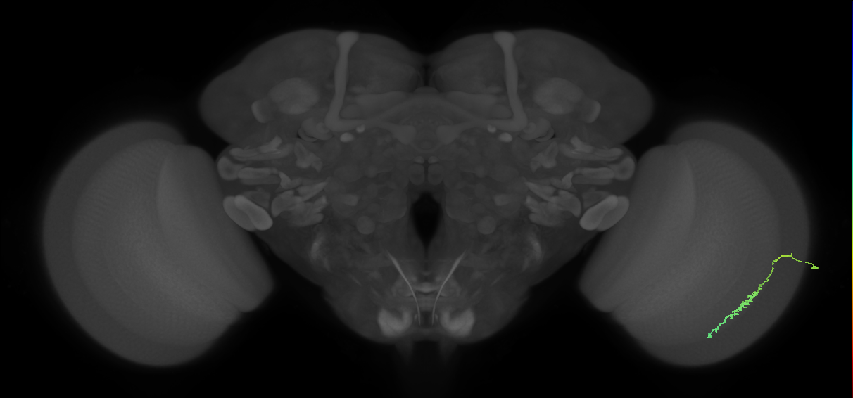 Dm3c_R (JRC_OpticLobe:98018)