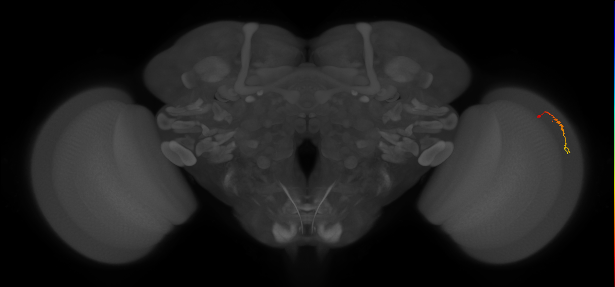 Dm3c_R (JRC_OpticLobe:139091)