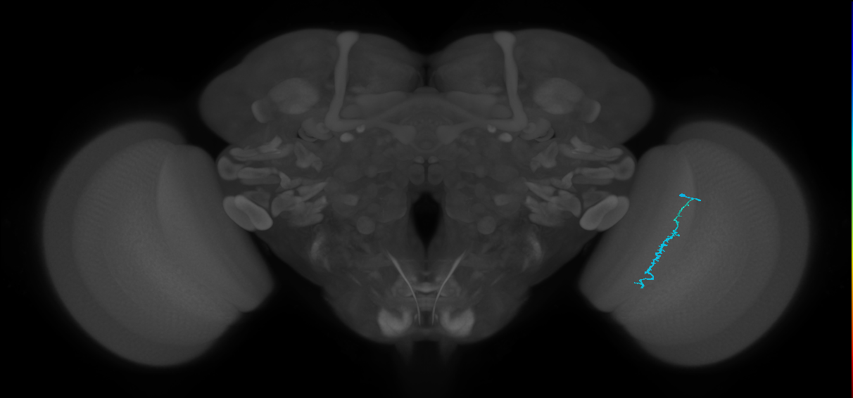Dm3c_R (JRC_OpticLobe:164300)