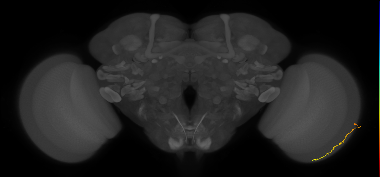 Dm3c_R (JRC_OpticLobe:128874)