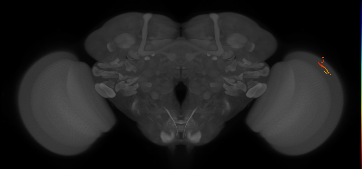 Dm3c_R (JRC_OpticLobe:154696)