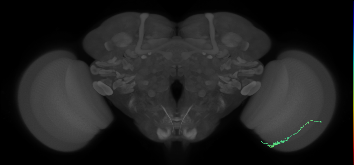 Dm3c_R (JRC_OpticLobe:107268)