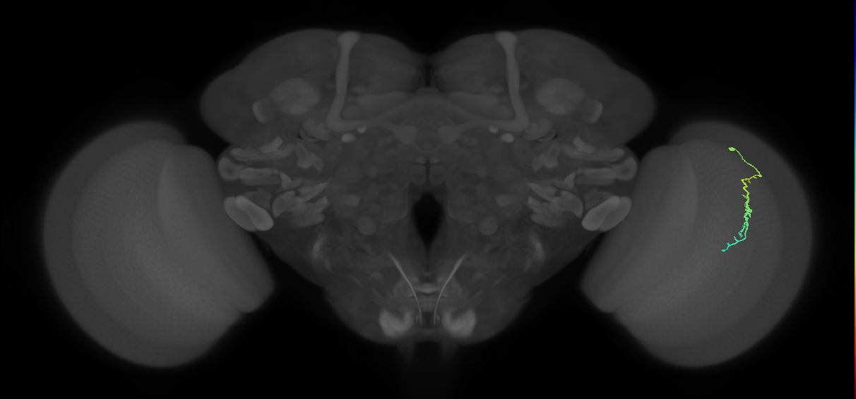 Dm3c_R (JRC_OpticLobe:140570)